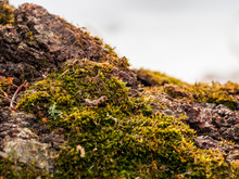 Moss On A Tree Close Up. Shallow Depth Of Field. Green Moss On Snow Background. Spring Soon. Snow Is Melting. Winter.