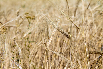 Wall Mural - Ripe wheat field
