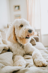 Wall Mural - Golden doodle Dog at Home on Couch