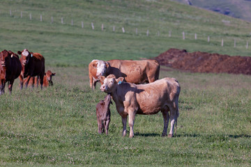 Calf licking cow in a cattle in a grass field in a farm in summer