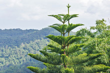 Norfolk Island Pine (Araucariaceae), Radiating Branches Growing Beautifully, With Mountains In The Background In The Bright Morning Atmosphere.