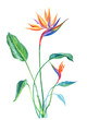 Tropical plant Strelitzia with leaves and flowers, watercolor painting on white background, isolated with clipping path.