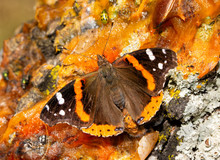 Dorsal View Of Vanessa Atalanta, Red Admiral Butterfly, Feeding On Fermented Persimmon Fruit Pulp