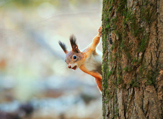 animal red-haired funny squirrel in the autumn forest looks curiously from the tree trunk on the background of bright yellow foliage with a nut in his teeth