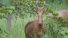A Hartebeest Looking Towards The Camera In Kran National Park Togo