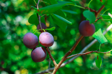 Plum on the branch. Natural juicy eco- plums on a branch.