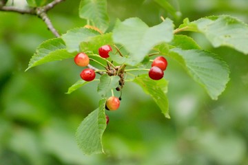 Wall Mural - red berries on a branch