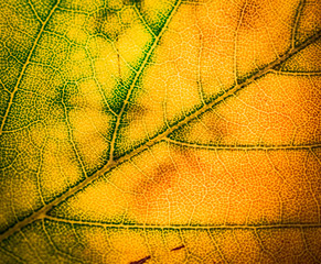 close up of a leaf