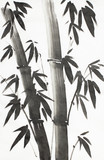 Fototapeta Sypialnia - bamboo tree on a light background