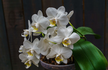 White orchid in a pot, against a background of dark boards. Natural background and design element.