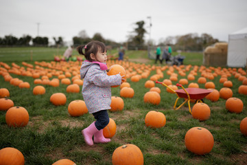 toddler girl picking pumpkin in farm