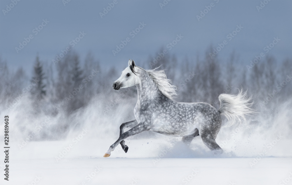 Grey arabian horse galloping during snowstorm. - obrazy, fototapety, plakaty 