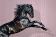 Black Pura Spanish Horse rearing on striped background.