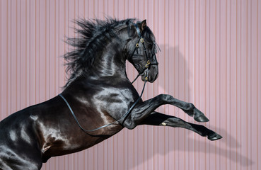 Canvas Print - Black Pura Spanish Horse rearing on striped background.