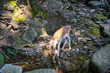 © Simona Sirio - Giovane daino che si abbevera in un ruscello in una foresta, Villa Pallavicino, Stresa, Lago Maggiore, Piemonte
