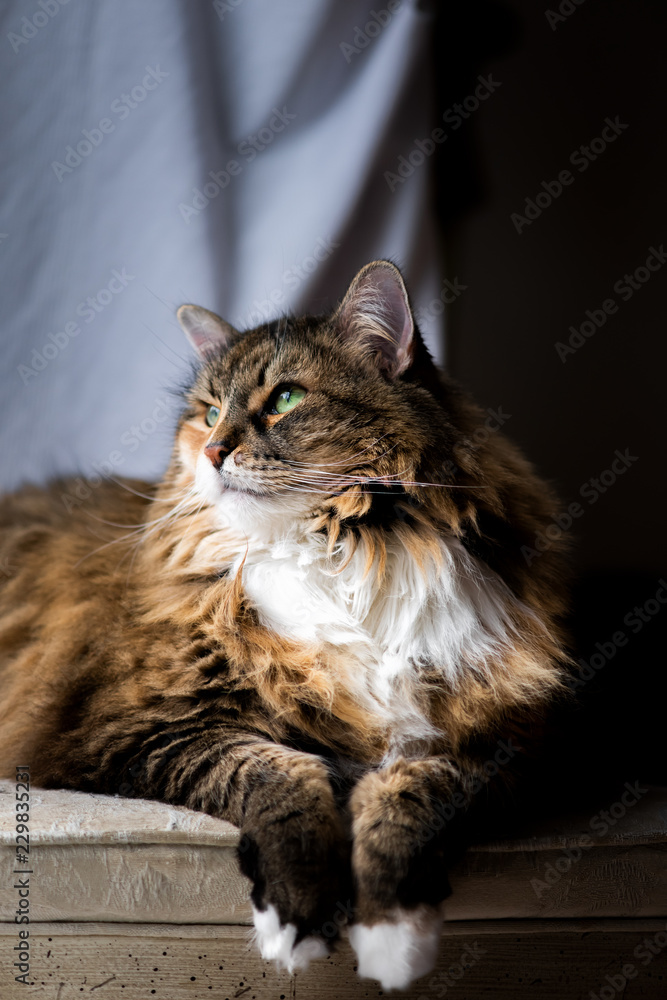 Photo Art Print Big Large Maine Coon Calico Cat Resting On Chair