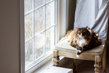 Big Large Maine Coon Calico Cat Resting, Crossing Paws On Chair Indoors Inside House Comfortable, Breed Neck Mane Or Ruff By Window