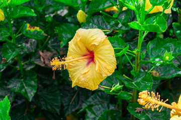 beautiful yellow flowers with a green background