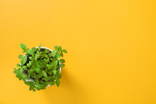 Basil In A White Pot On Yellow Background