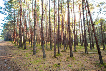 the sun's rays in a wild pine forest