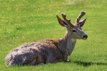 Young Male Buck Resting In Green Meadow
