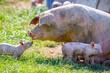 © Sheryl - A baby piglet looks to his sow mum for comfort on a free range pig farm in New Zealand
