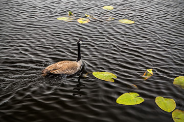 Wall Mural - A Canada Goose swims in dark waters