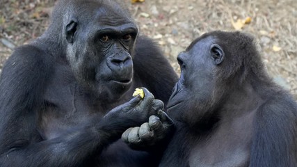 western lowland gorillas eating