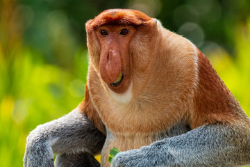 Wall Mural - Portrait of a wild Proboscis Monkey in the rainforest of Borneo