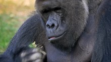 Western Lowland Gorilla Silverback Eating
