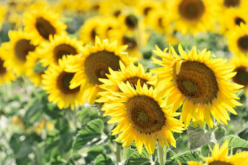 Sonnenblumenfeld, Sonnenblumen (Helianthus annuus), Landschaft südlich von Montepulciano, Toskana, Italien, Europa