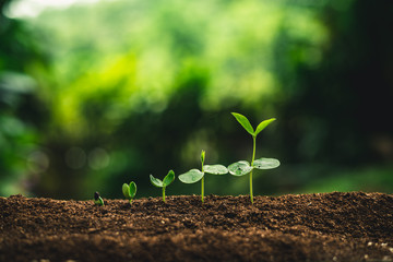 Canvas Print - Plant Seeds Planting trees growth,The seeds are germinating on good quality soils in nature