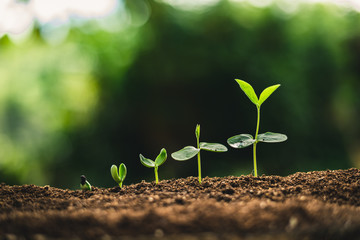 plant seeds planting trees growth,the seeds are germinating on good quality soils in nature