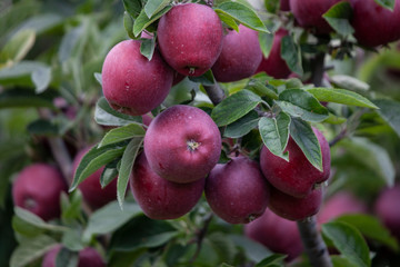 red and green apples