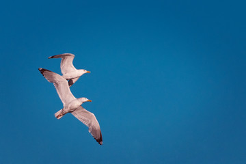 seagull in flight