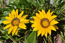 Close-up Of Two Beautiful Gazania Flowers, Nature, Macro