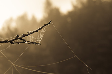 Spider net on a branch in autumn sunrise