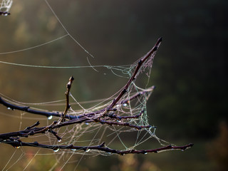 Spider net on a branch in autumn sunrise