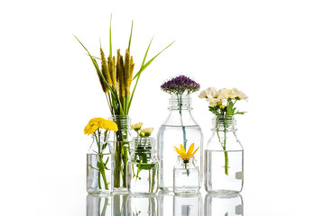 Wall Mural - glass jars with flowers and plants isolated on white, alternative medicine concept