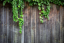 Vichy Grapes On An Old Wooden Wooden Fence With Faded Paint