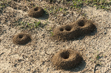 Perfect Anthill Made Of Soil