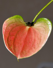 Wall Mural - Close-up of an anthurium andraeanum (a herbaceous plant from the rain forests of Central and South America.