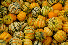 Tiger Mini Pumpkins In The Market Place. Background Of Pumpkins.