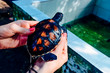 Black orange sea turtle on hands
