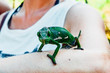 Green chameleon gekon an a hand