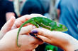 Green chameleon gekon an a hand
