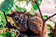 Lemur animal in a tropical forest