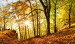 Warm autumn scenery in a forest, with the sun casting beautiful rays of light through the mist and trees