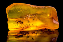 Amazing Baltic Amber With Frozen In This Piece A Mosquito, Isolated On Black Background. 