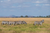 Fototapeta Sawanna - zebra walking in a line